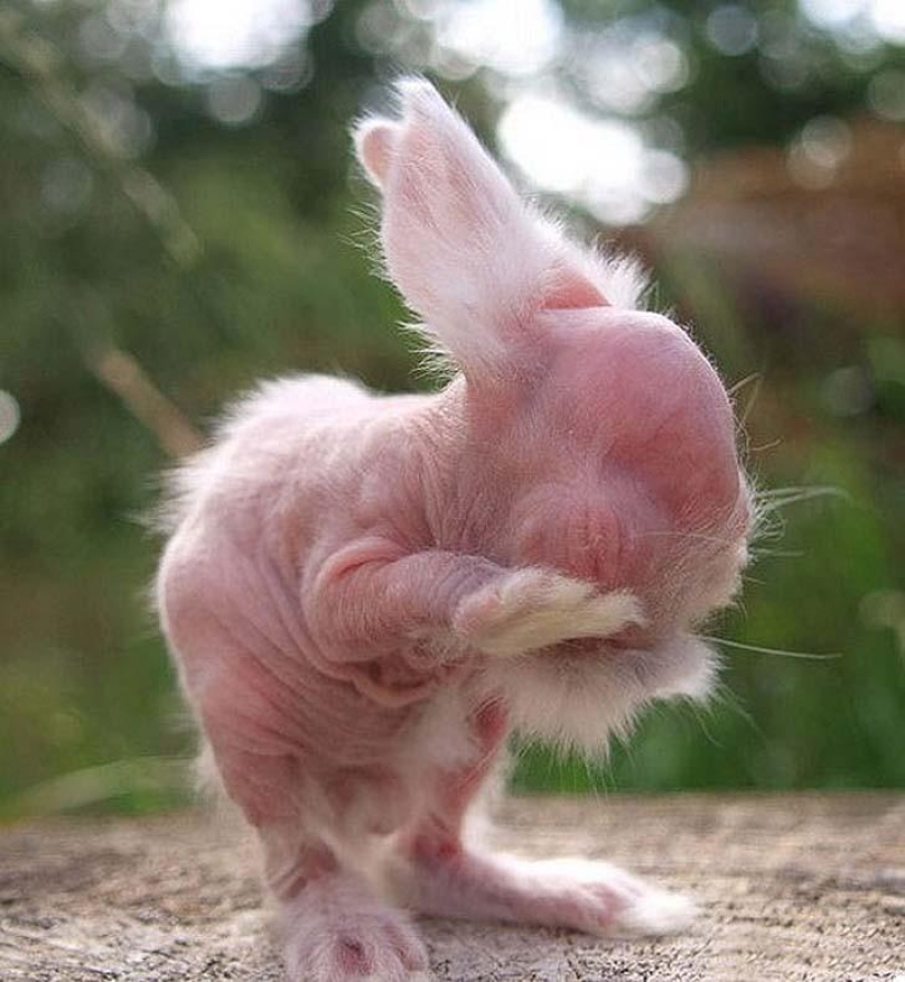 A funny and strange sight: bald animals