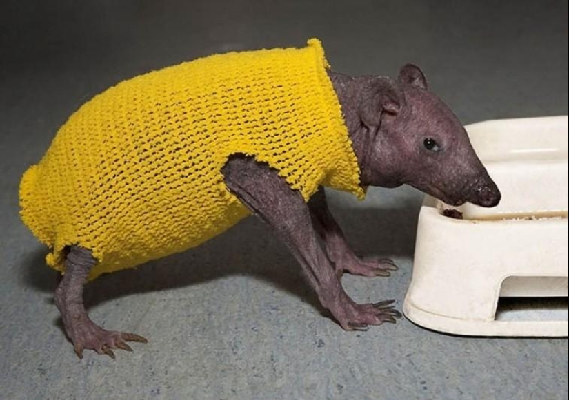A funny and strange sight: bald animals