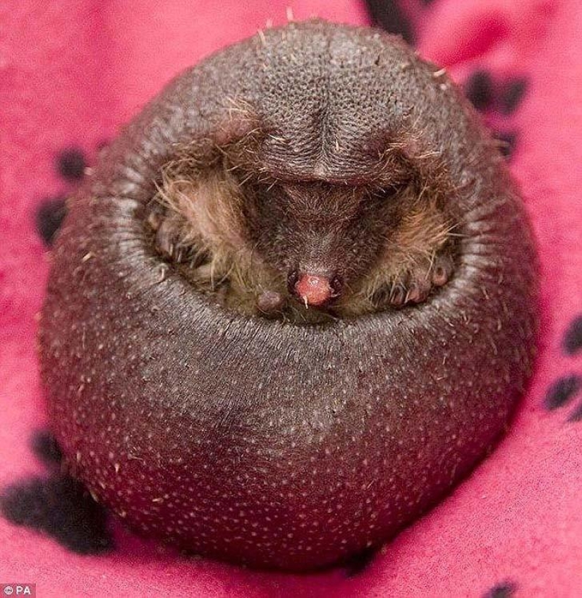 A funny and strange sight: bald animals