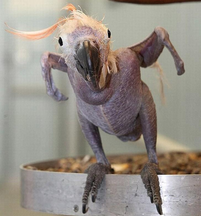A funny and strange sight: bald animals