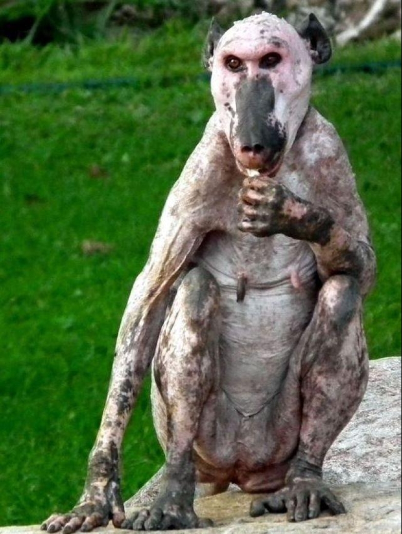 A funny and strange sight: bald animals
