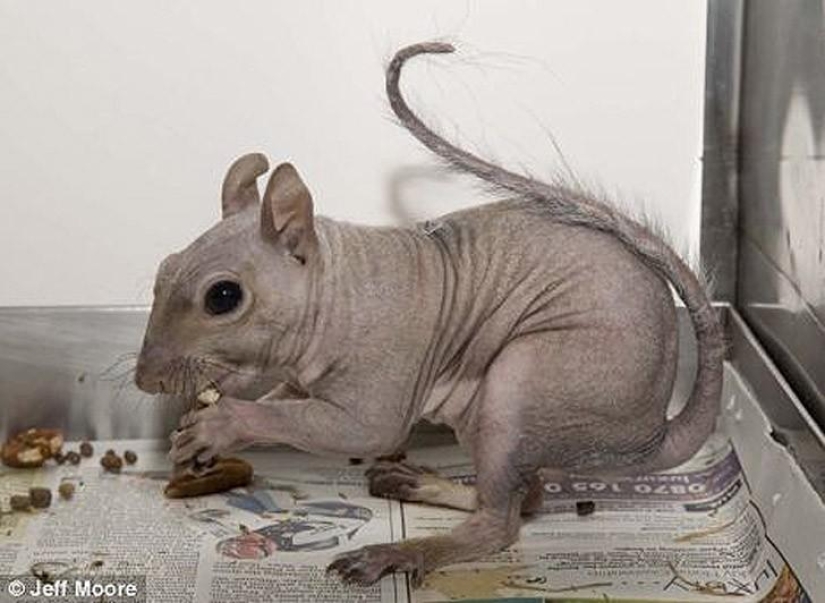 A funny and strange sight: bald animals