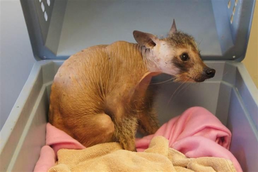 A funny and strange sight: bald animals