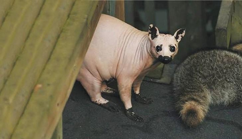A funny and strange sight: bald animals