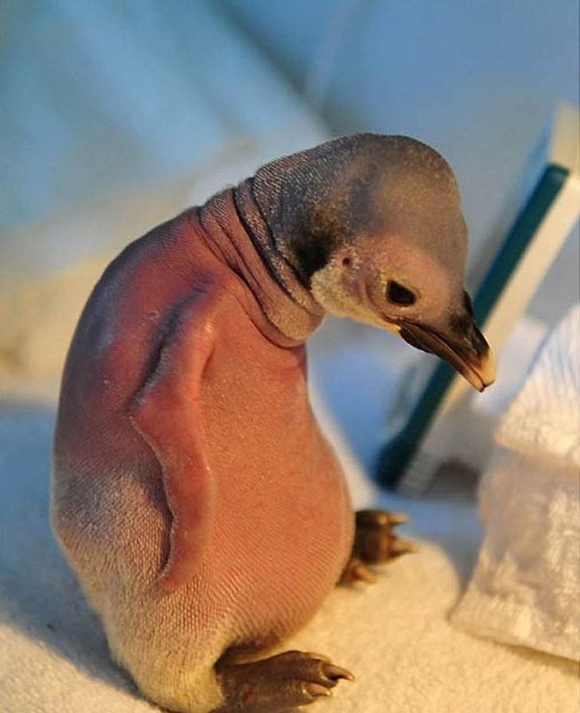A funny and strange sight: bald animals