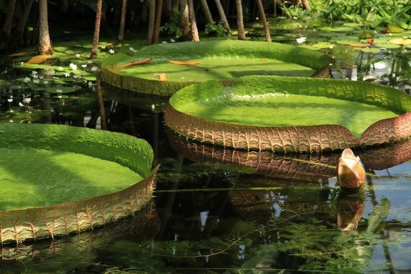 A great photo tour through the Amazon forests