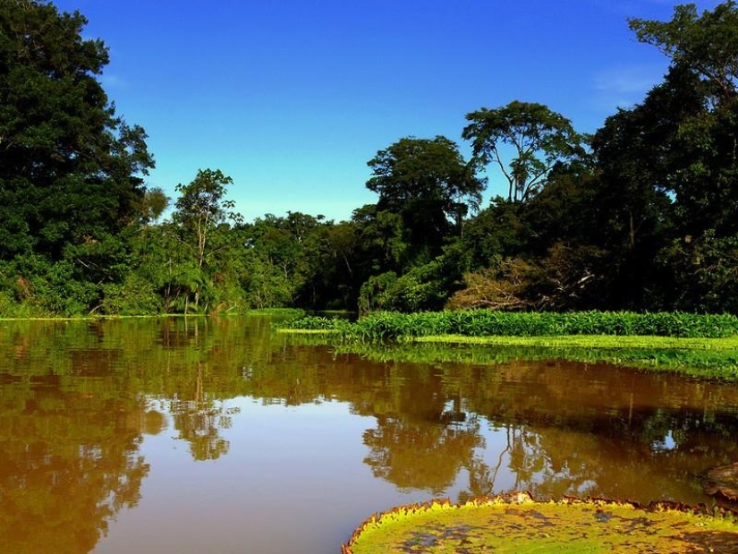 A great photo tour through the Amazon forests