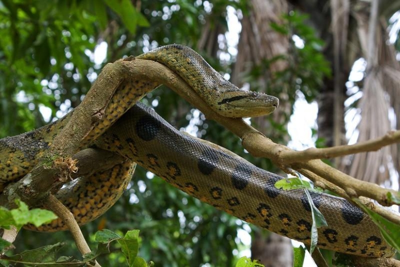A great photo tour through the Amazon forests