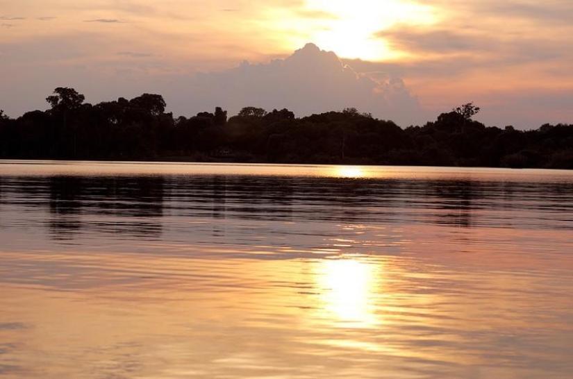 A great photo tour through the Amazon forests