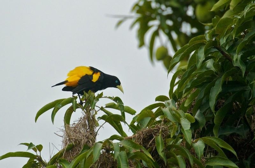 A great photo tour through the Amazon forests