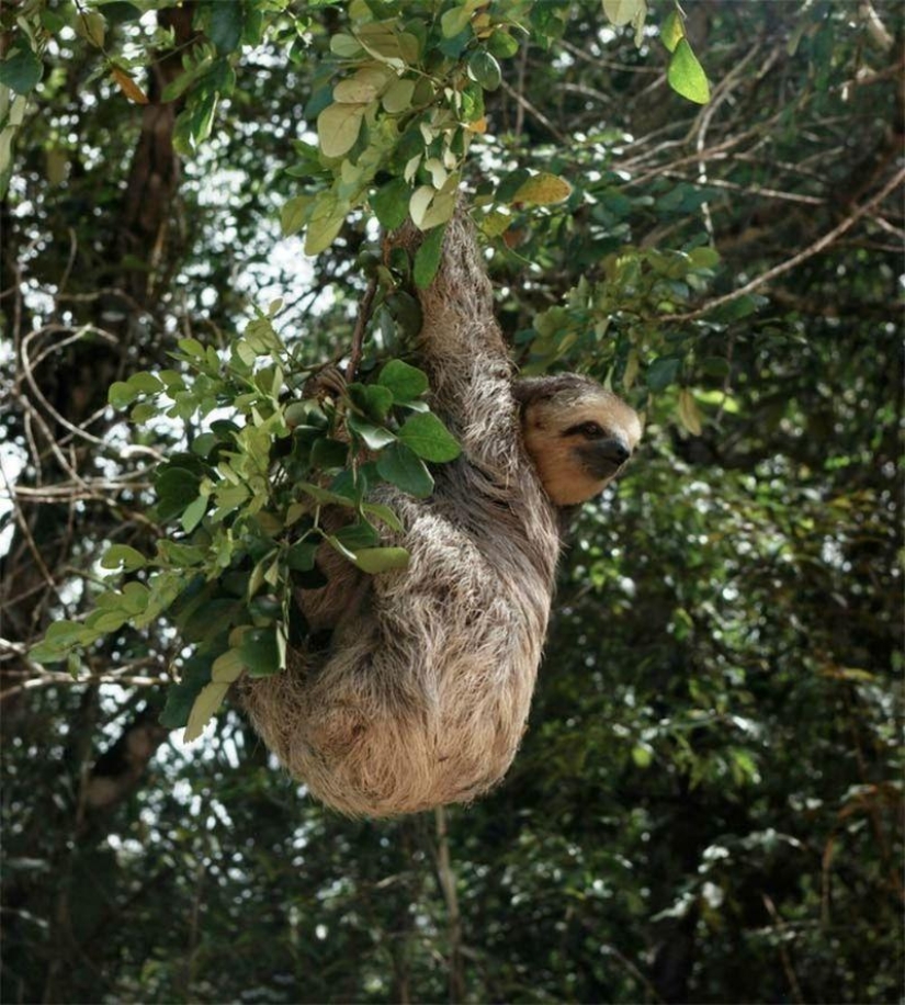 A great photo tour through the Amazon forests