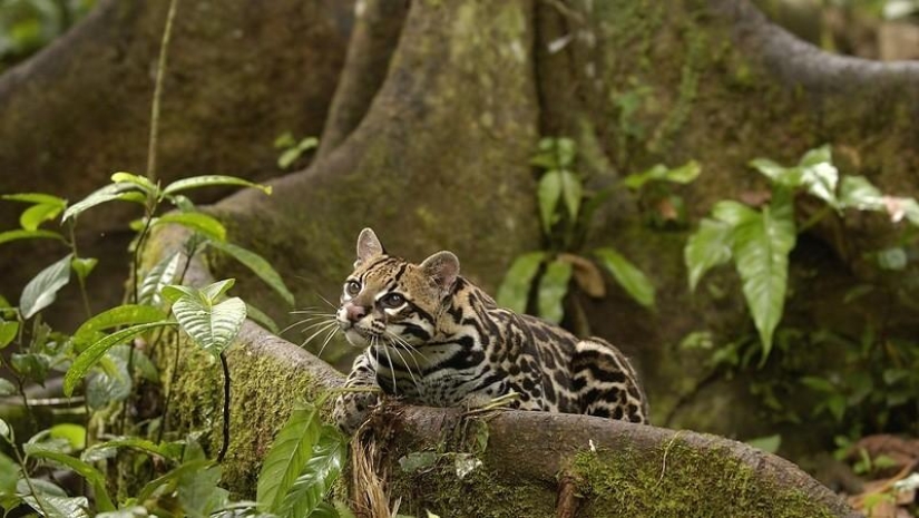 A great photo tour through the Amazon forests