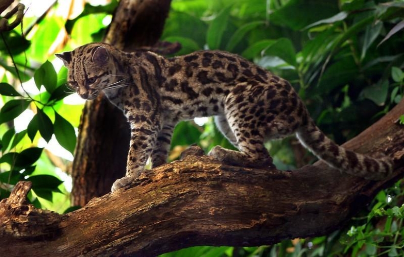 A great photo tour through the Amazon forests
