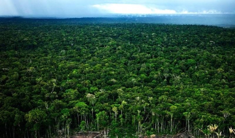 A great photo tour through the Amazon forests
