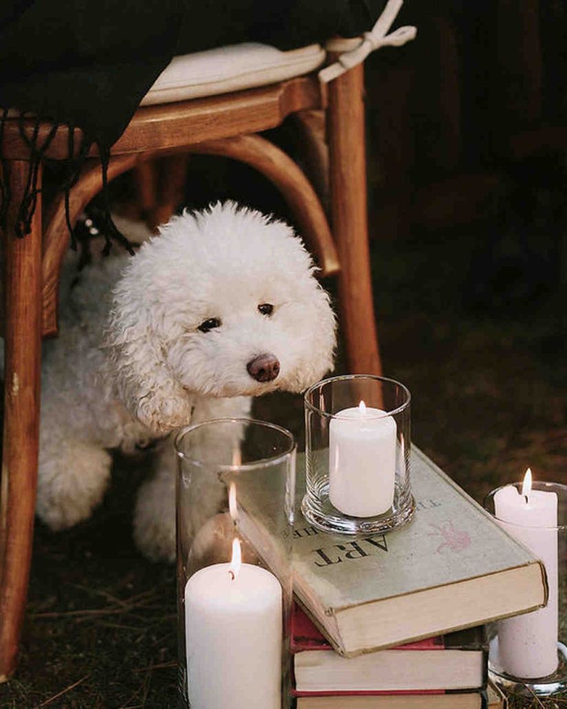 A Harry Potter-style wedding: owls, a castle and magic wands