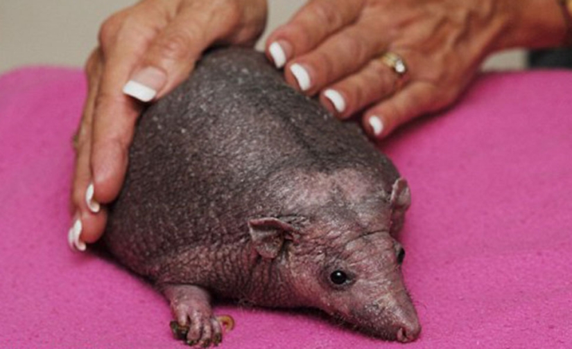 A hedgehog without needles needs regular massage to survive