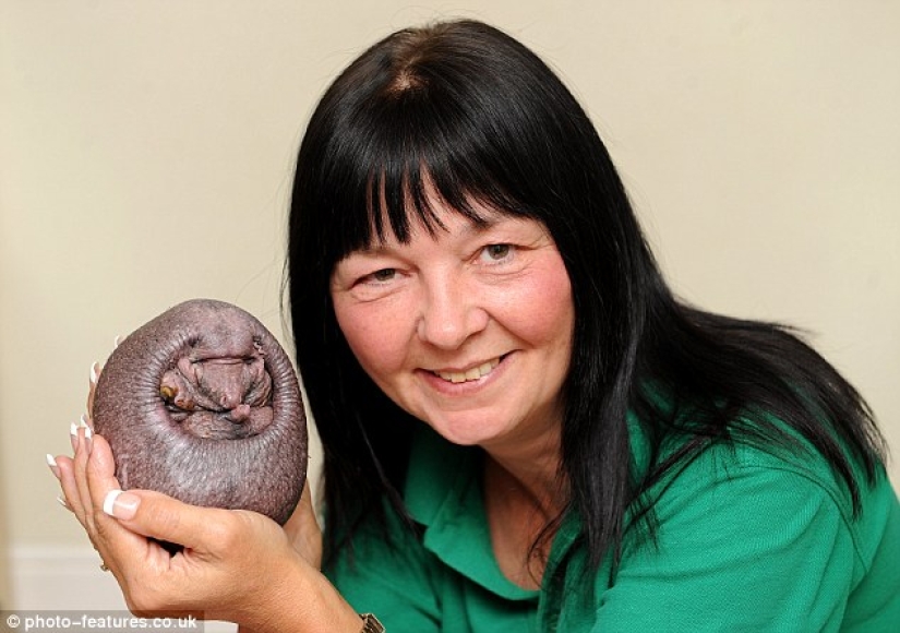 A hedgehog without needles needs regular massage to survive A hedgehog without needles needs regular massage to survive