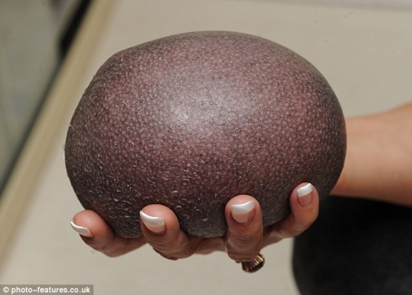 A hedgehog without needles needs regular massage to survive A hedgehog without needles needs regular massage to survive