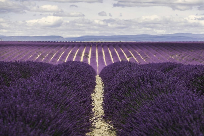 A journey through the most fragrant region of France
