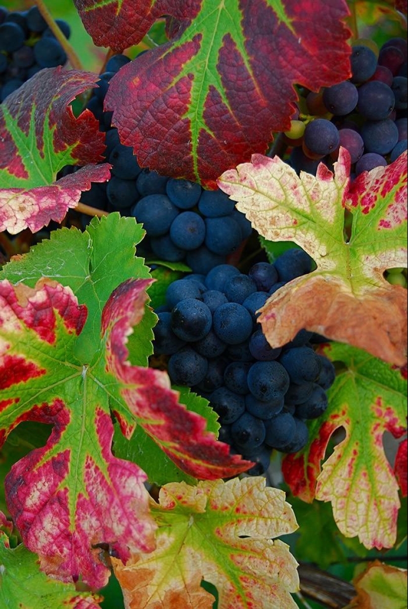 A journey through the most fragrant region of France
