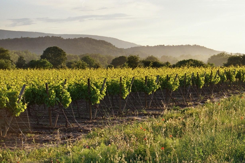 A journey through the most fragrant region of France