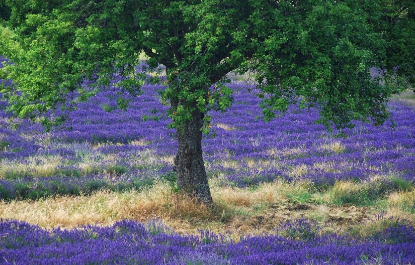 A journey through the most fragrant region of France