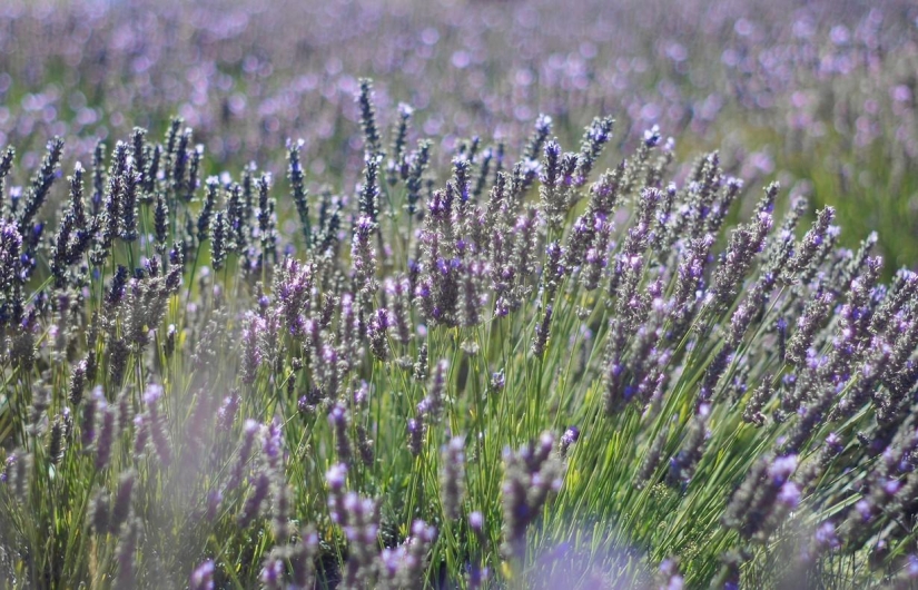 A journey through the most fragrant region of France