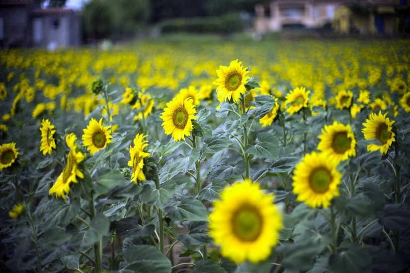 A journey through the most fragrant region of France