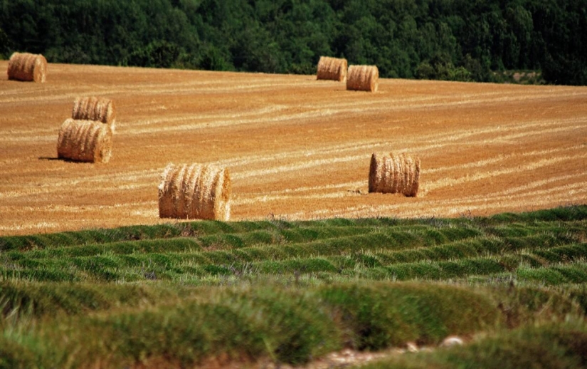A journey through the most fragrant region of France