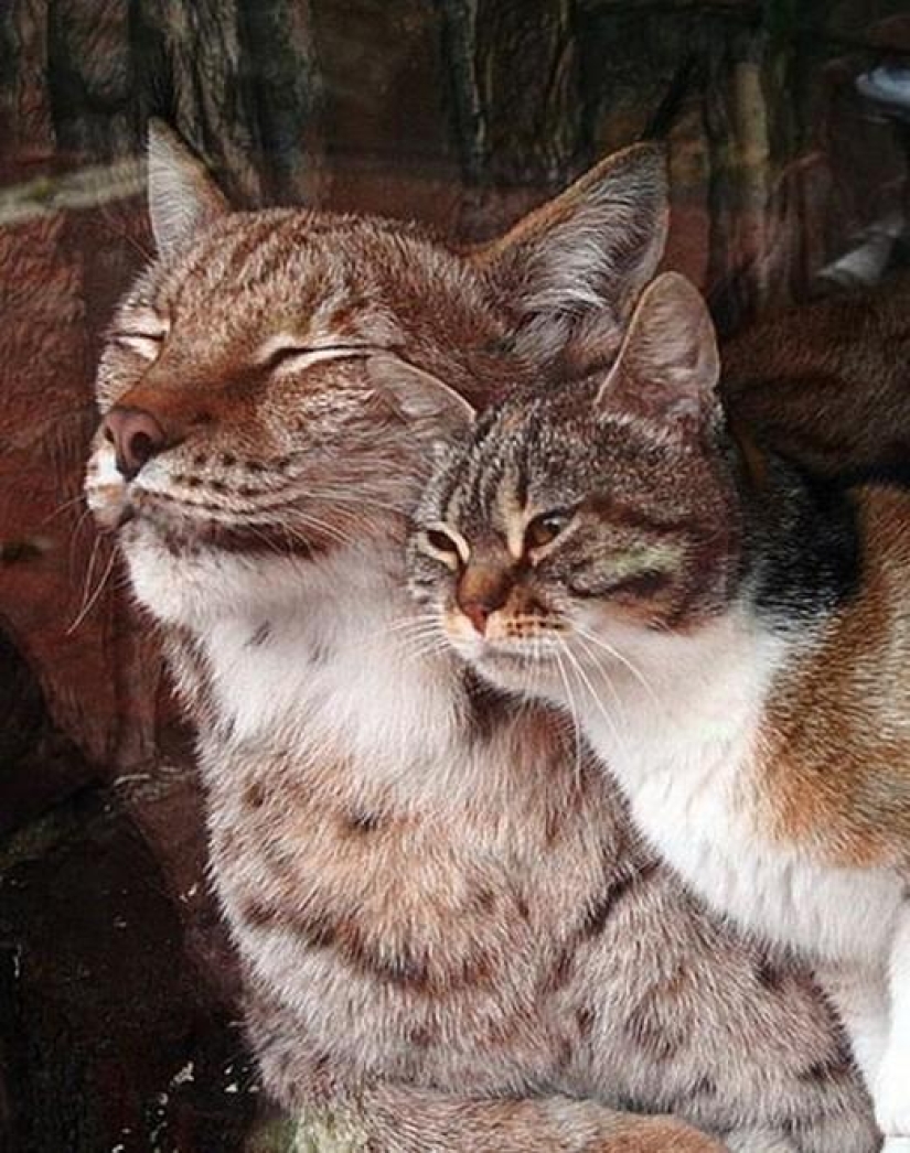 A lynx and a cat are friends from the Leningrad Zoo