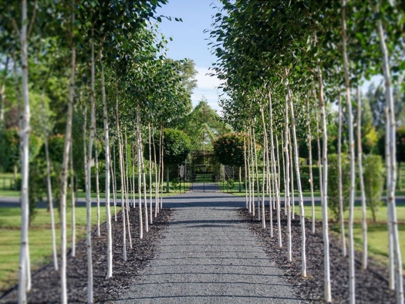 A man spent 4 years growing a church out of trees