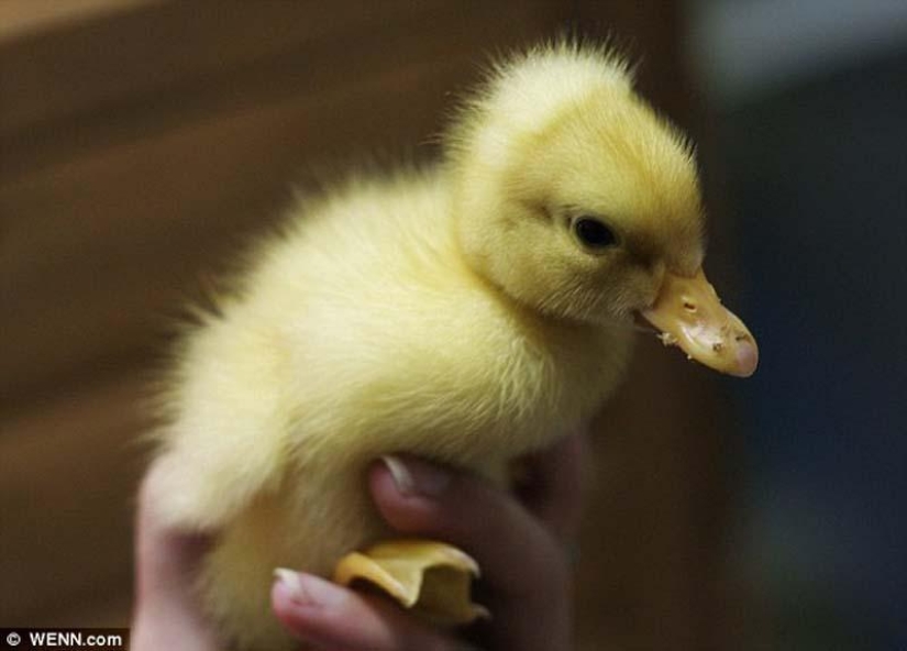 A newborn and not an ugly duckling at all A newborn and not an ugly duckling at all