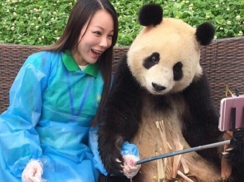 A panda that will beat anyone in terms of selfies A panda that will beat anyone in terms of selfies