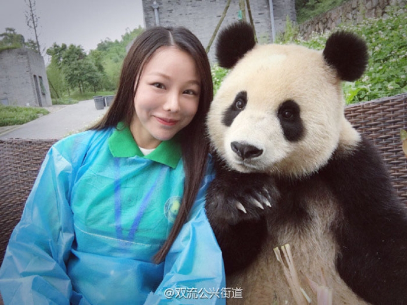 A panda that will beat anyone in terms of selfies A panda that will beat anyone in terms of selfies