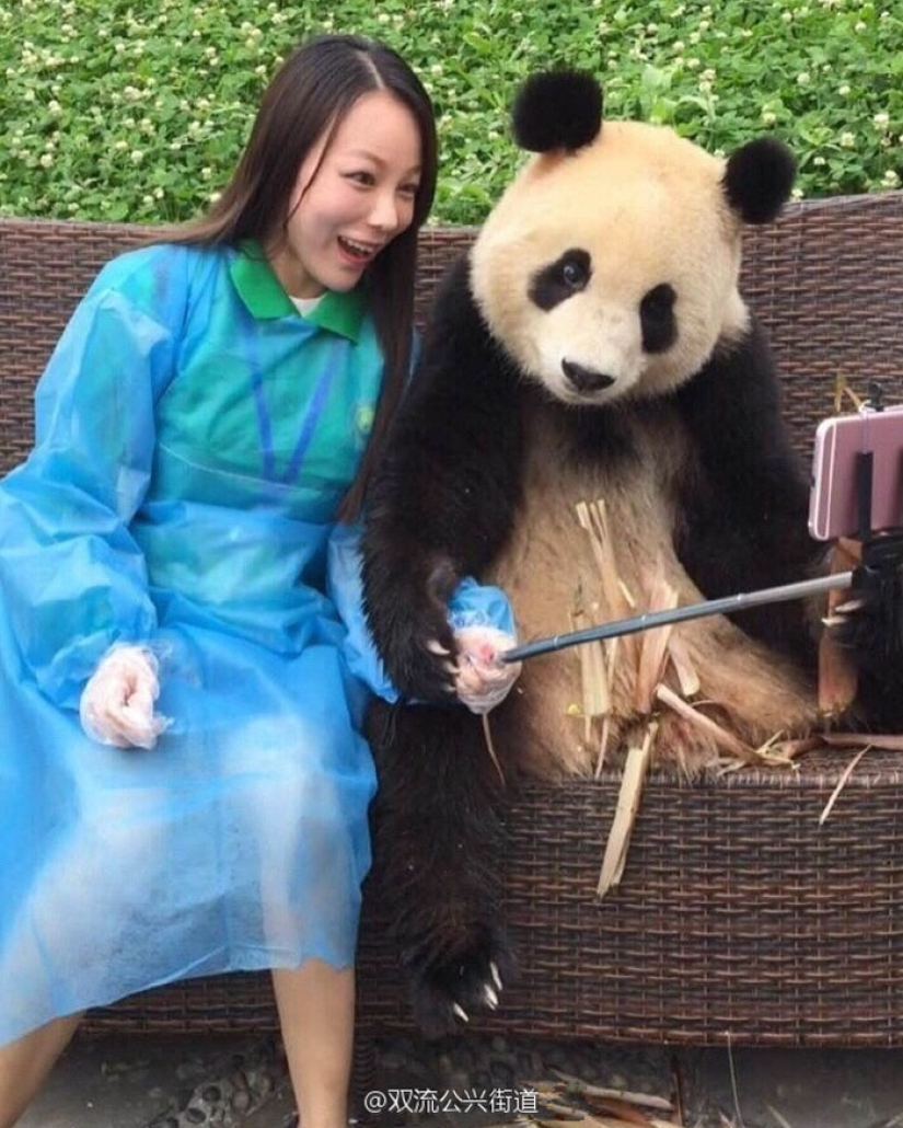 A panda that will beat anyone in terms of selfies A panda that will beat anyone in terms of selfies