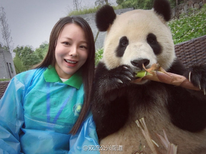 A panda that will beat anyone in terms of selfies A panda that will beat anyone in terms of selfies