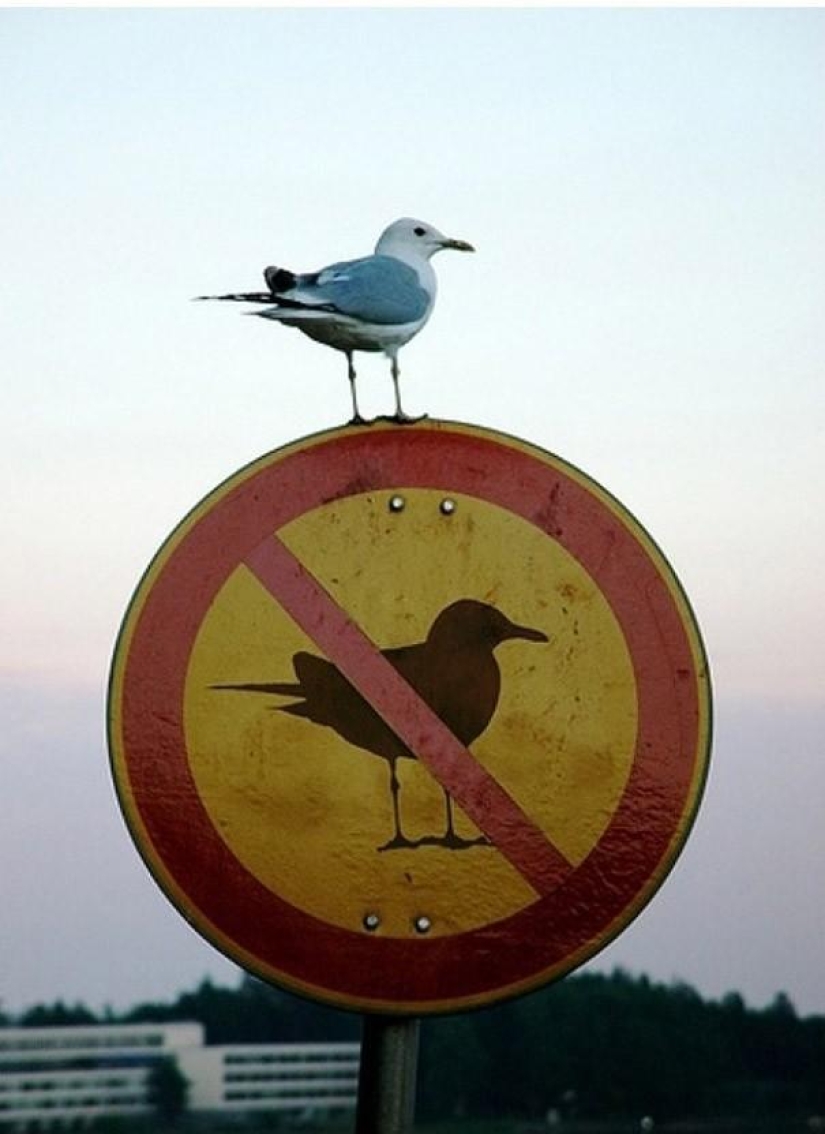 A post for those who at least once in their life violated stupid rules A post for those who at least once in their life violated stupid rules