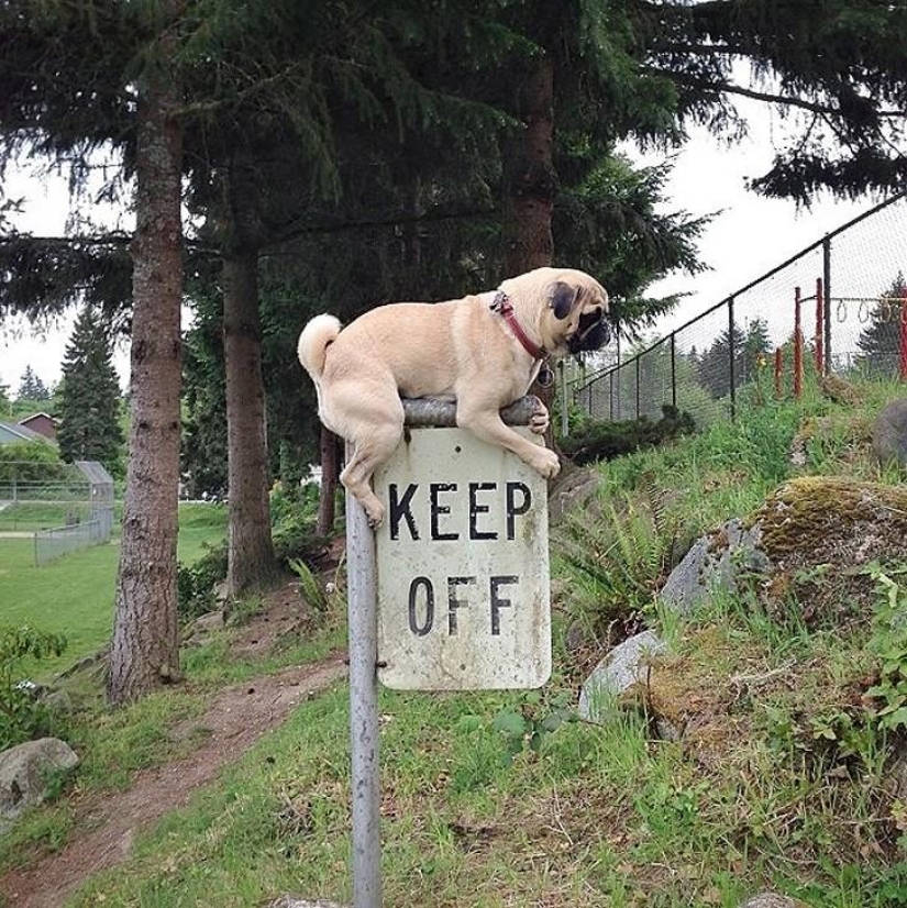 A post for those who at least once in their life violated stupid rules A post for those who at least once in their life violated stupid rules