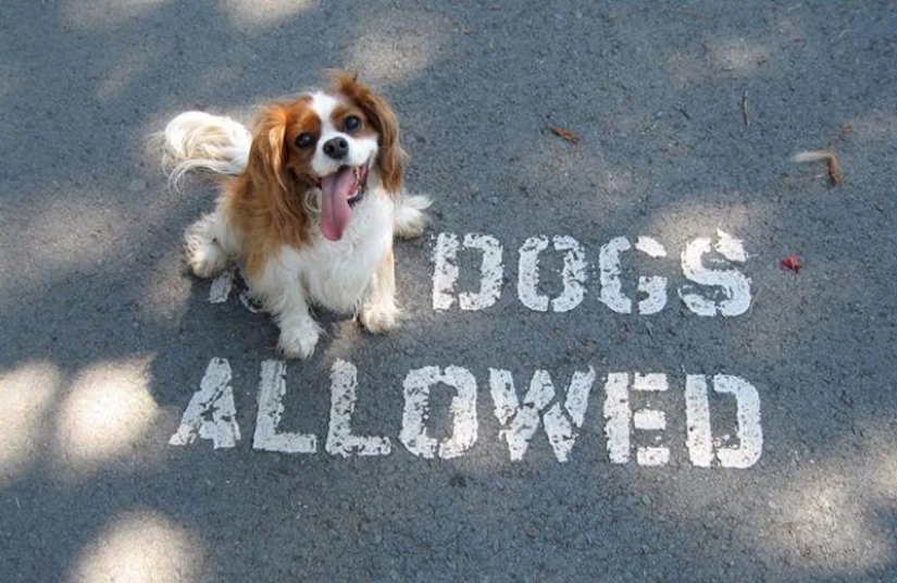A post for those who at least once in their life violated stupid rules A post for those who at least once in their life violated stupid rules