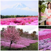 A riot of colors of herbal sakura