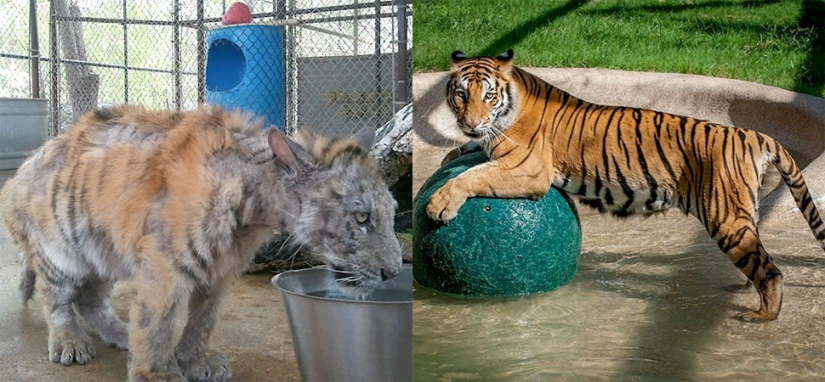 A sick circus tiger cub, weighing four times less than the prescribed weight, miraculously recovered A sick circus tiger cub, weighing four times less than the prescribed weight, miraculously recovered