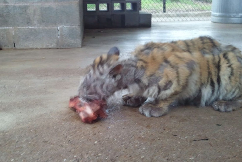 A sick circus tiger cub, weighing four times less than the prescribed weight, miraculously recovered A sick circus tiger cub, weighing four times less than the prescribed weight, miraculously recovered
