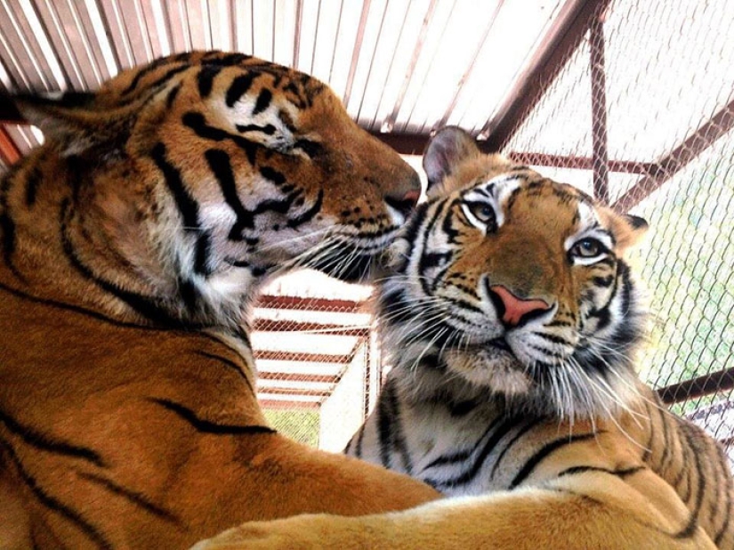 A sick circus tiger cub, weighing four times less than the prescribed weight, miraculously recovered A sick circus tiger cub, weighing four times less than the prescribed weight, miraculously recovered