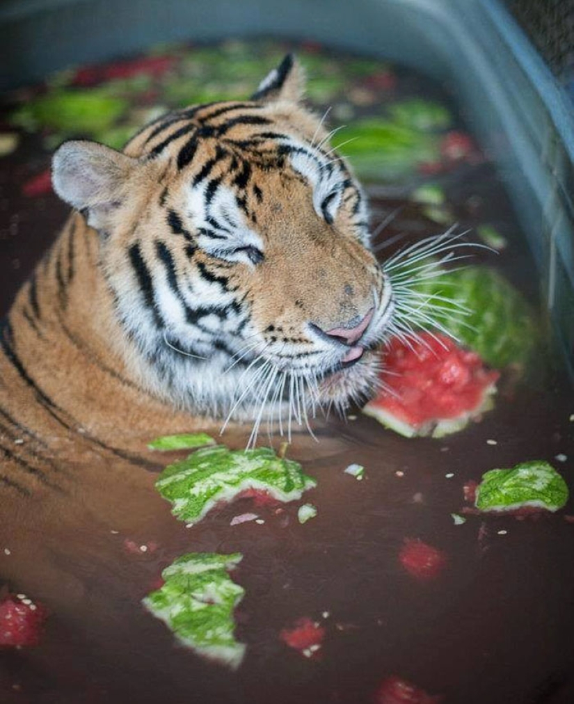 A sick circus tiger cub, weighing four times less than the prescribed weight, miraculously recovered A sick circus tiger cub, weighing four times less than the prescribed weight, miraculously recovered