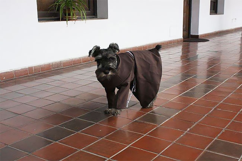 A stray dog became a real Catholic monk