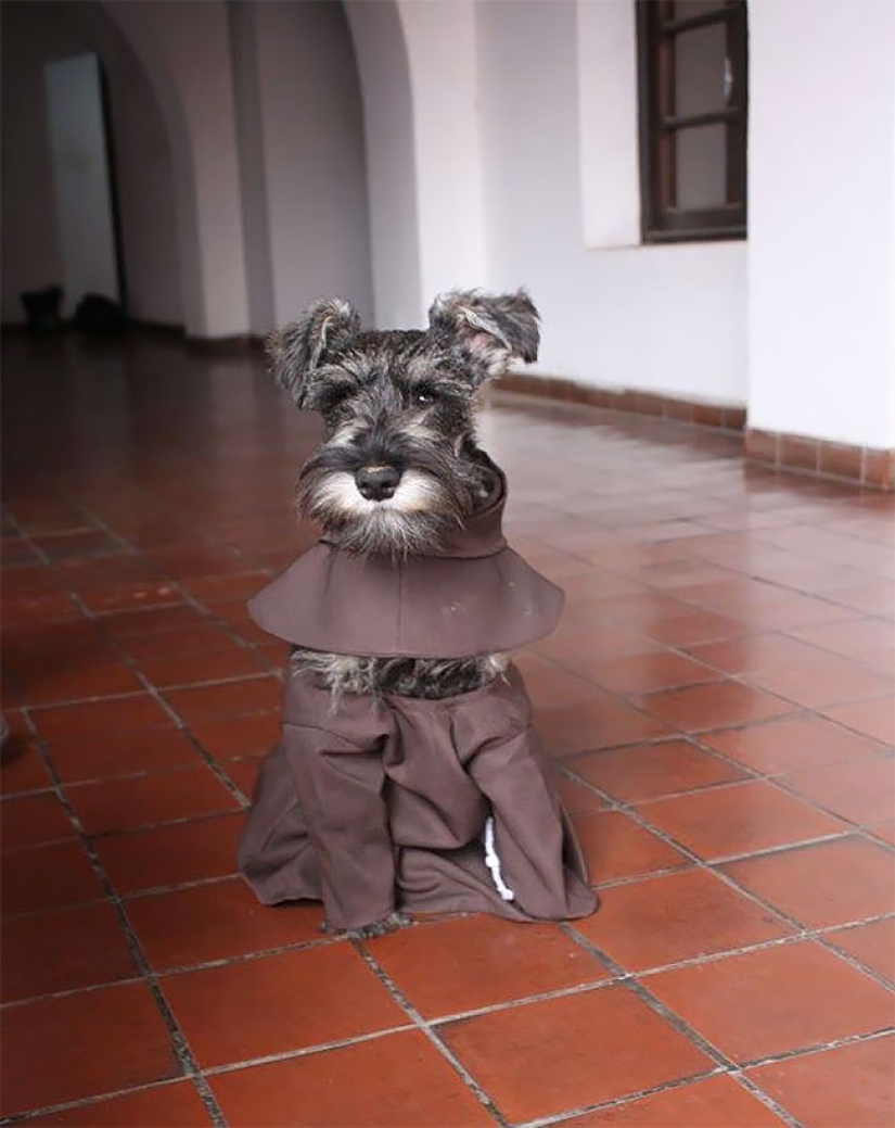 A stray dog became a real Catholic monk