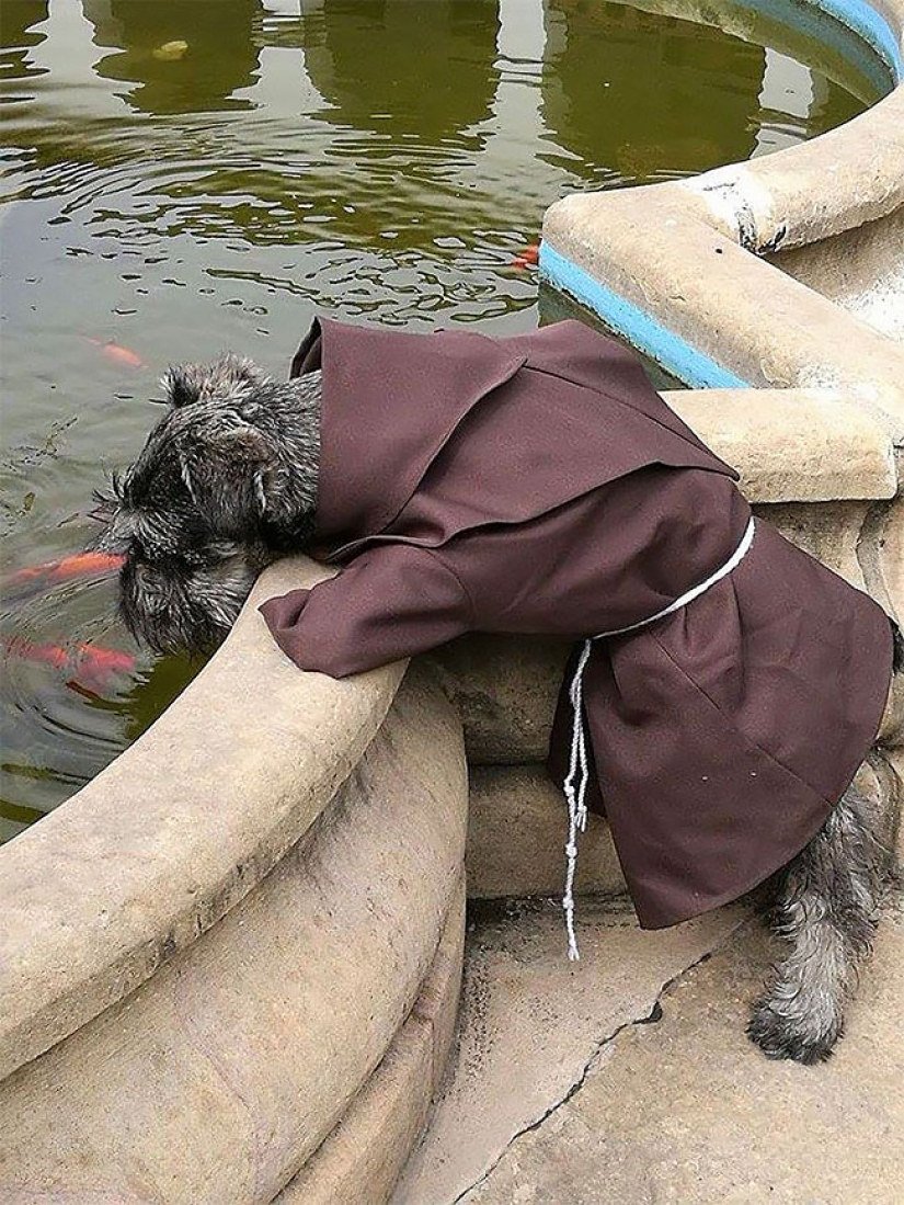 A stray dog became a real Catholic monk