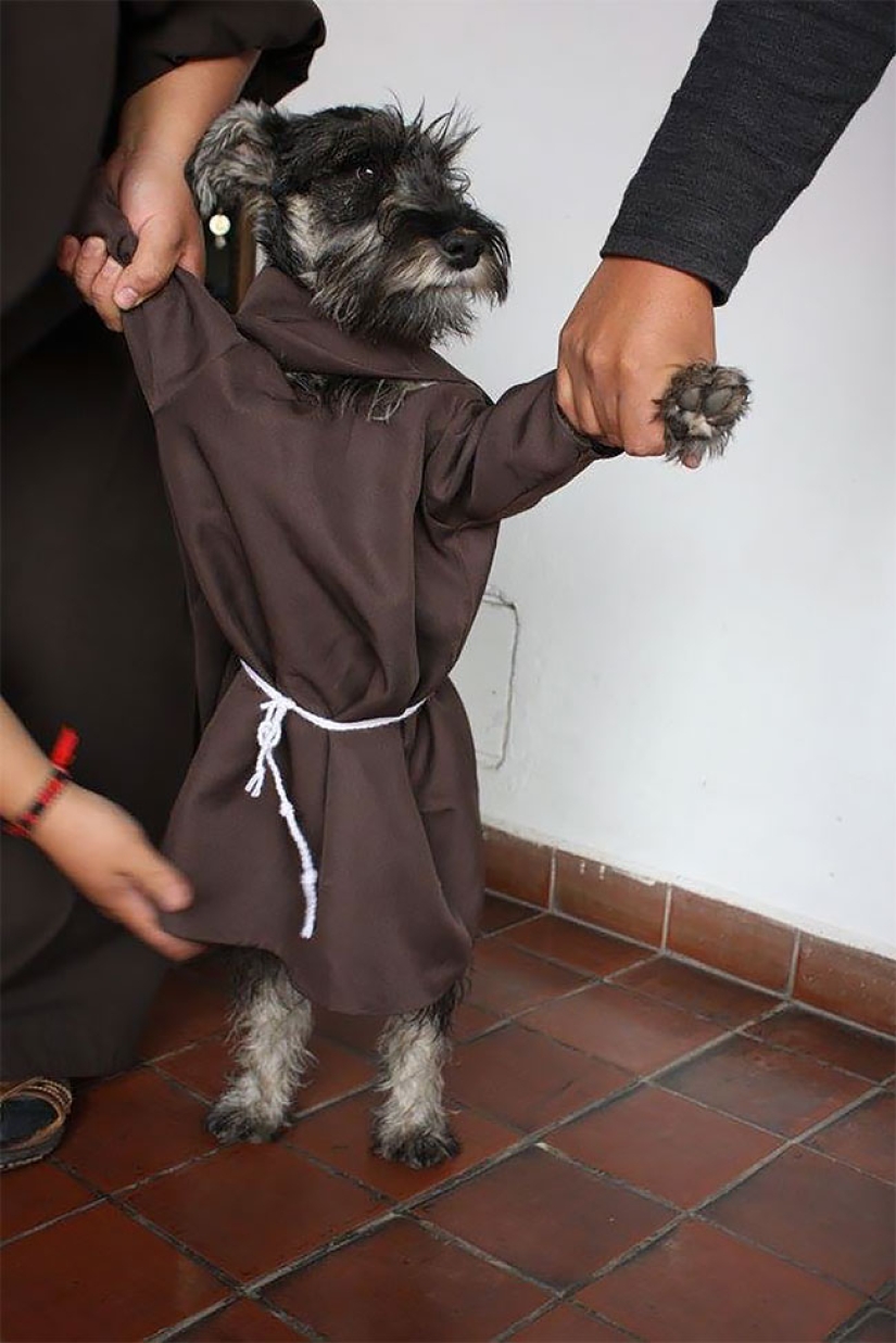 A stray dog became a real Catholic monk