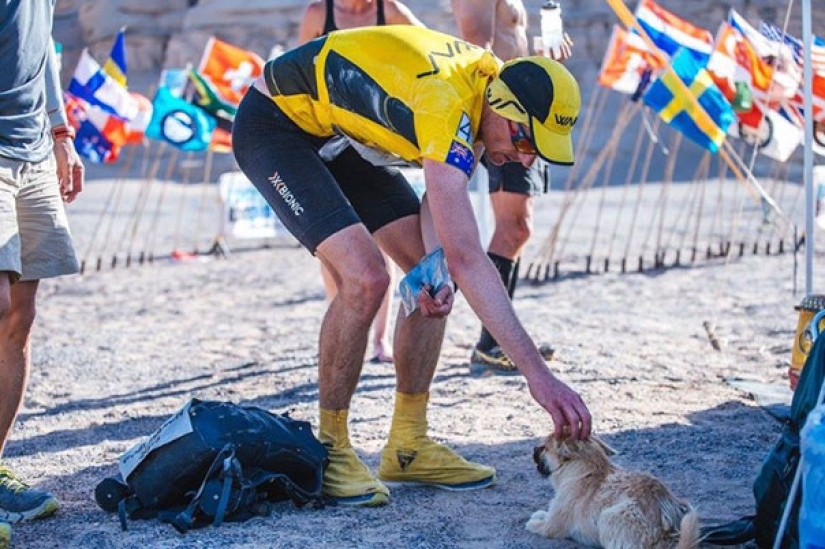 A stray dog ran 40 km after an athlete during a marathon and found a new owner
