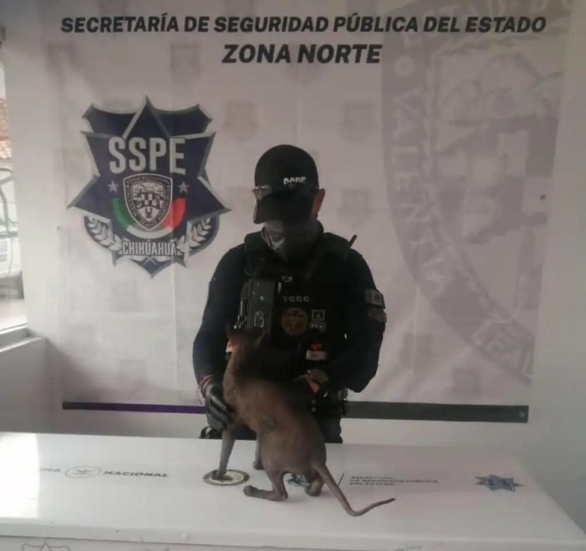 A tattooed cat has been released from a Mexican prison